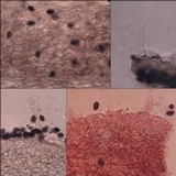 Coprinellus marculentus image