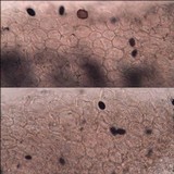 Coprinellus curtus image
