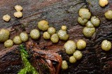 Hypocrea strictipilosa image