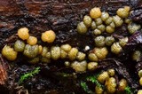 Hypocrea strictipilosa image