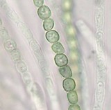 Hypocrea strictipilosa image