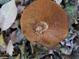 Paxillus involutus image