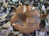 Paxillus involutus image