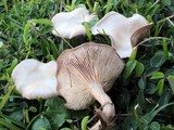Clitocybe tarda image