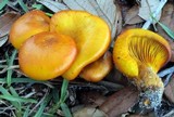 Omphalotus subilludens image