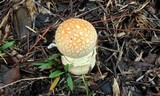 Amanita persicina image