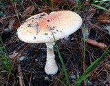 Amanita persicina image