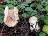 Amanita persicina image