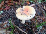 Amanita persicina image