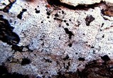 Biscogniauxia atropunctata image