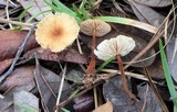 Gymnopus semihirtipes image