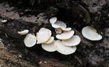 Panellus pusillus image