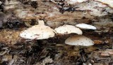 Panellus pusillus image