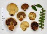 Cortinarius cartilagineus image