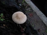 Mycena galericulata image