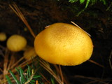 Tricholomopsis decora image