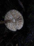 Mycena galericulata image