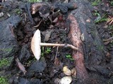 Mycena galericulata image