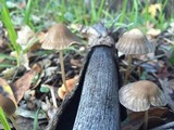 Psathyrella corrugis image