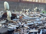 Coprinellus flocculosus image