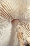 Lepiota oreadiformis image