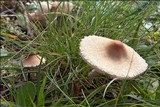 Lepiota oreadiformis image
