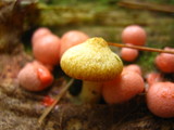 Tricholomopsis sulphureoides image