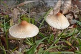 Lepiota oreadiformis image