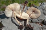 Lepiota oreadiformis image
