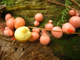 Tricholomopsis sulphureoides image