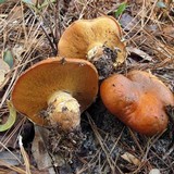Suillus salmonicolor image