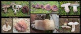 Tylopilus variobrunneus image