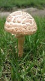 Amanita foetidissima image