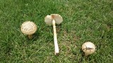 Amanita foetidissima image