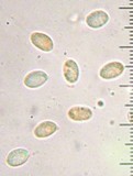 Clitocybe californiensis image