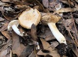 Tricholoma sulphureum image
