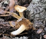 Tricholoma sulphureum image