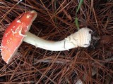 Amanita persicina image