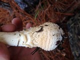 Amanita persicina image