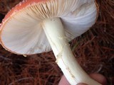 Amanita persicina image