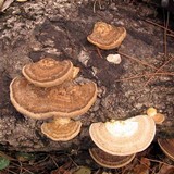 Trametes cubensis image