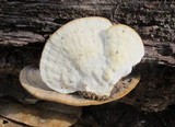 Trametes cubensis image