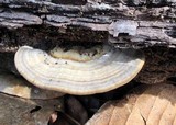 Trametes cubensis image