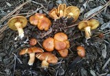 Gymnopilus aurantiophyllus image