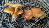 Gymnopilus aurantiophyllus image