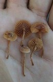 Tubaria conspersa image