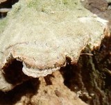 Phaeocalicium polyporaeum image