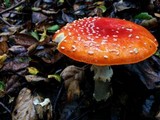 Amanita muscaria var. flavivolvata image