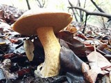 Suillus fuscotomentosus image