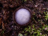 Trichophaea woolhopeia image